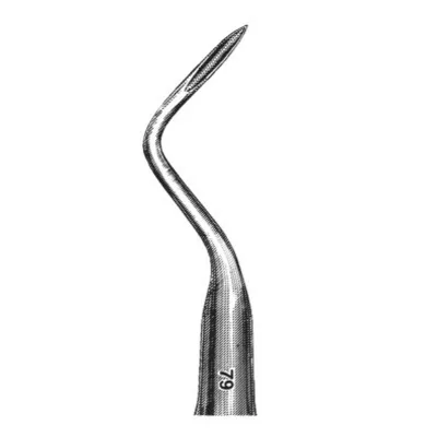 Root Tip